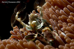 Fishing for food

This little beautyposed for me at Ora... by Patrick Neumann 